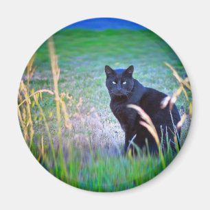 Black Cat Magnet