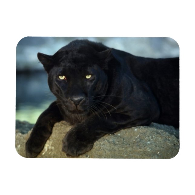 Black Cat Magnet (Horisontell)