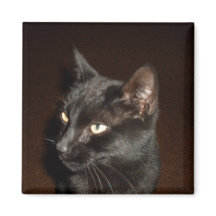 BLACK CAT-magnet