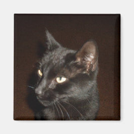 BLACK CAT-magnet Magnet