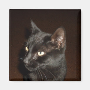 BLACK CAT-magnet Magnet