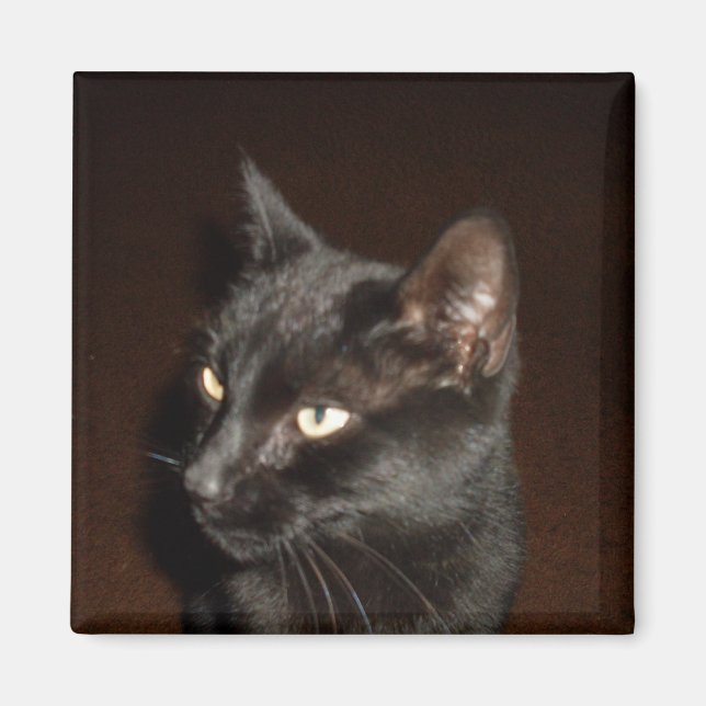 BLACK CAT-magnet Magnet (Framsidan)