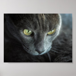 BLACK CAT MED GRÖNT ÖGON-FOTOGRAFISKT POSTER