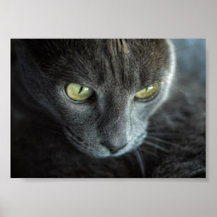 BLACK CAT MED GRÖNT ÖGON-FOTOGRAFISKT POSTER