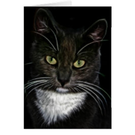 Black Cat OBS Kort