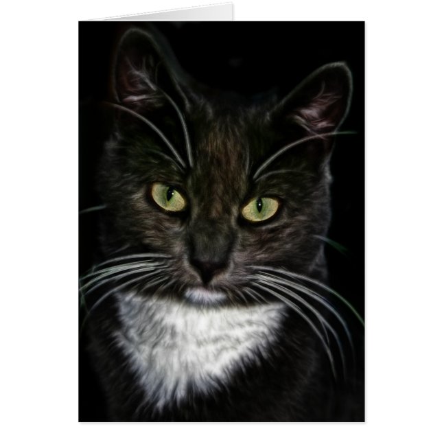 Black Cat OBS Kort (Framsidan)