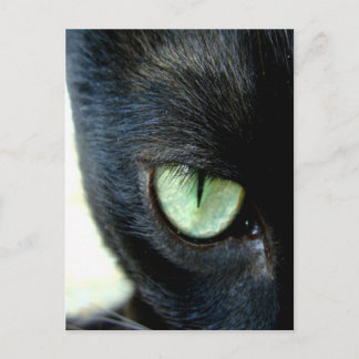 Black Cat Öga Vykort