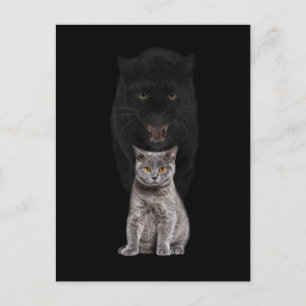 Black Cat Panther Animal Cute Evolution Vykort