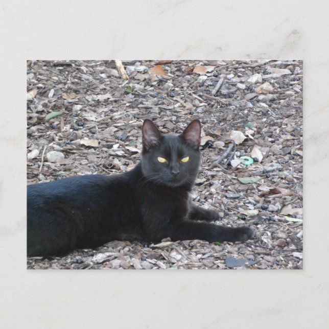 Black Cat Photo Postcard Vykort (Framsida)