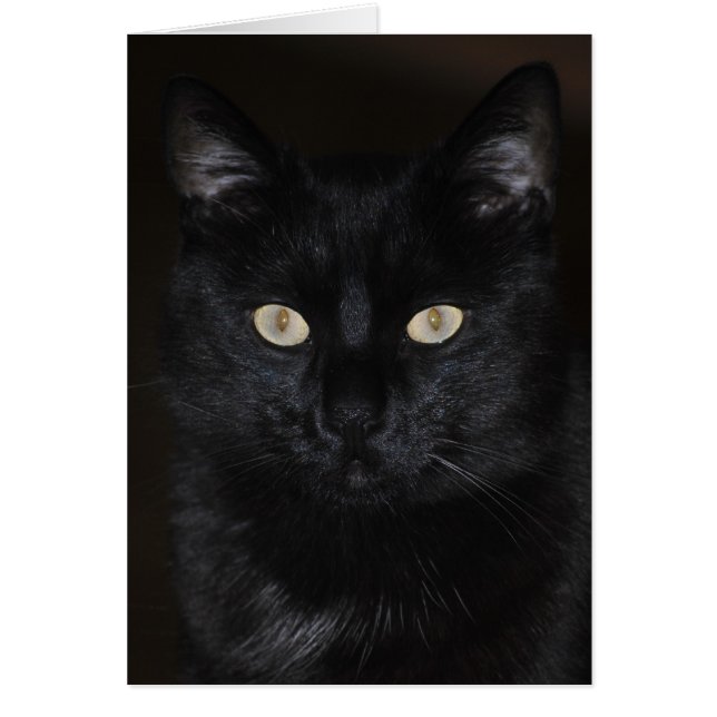 Black Cat Portrait Hälsningskort (Framsidan)