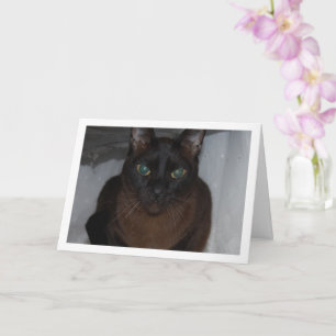 Black Cat Porträtt Kort