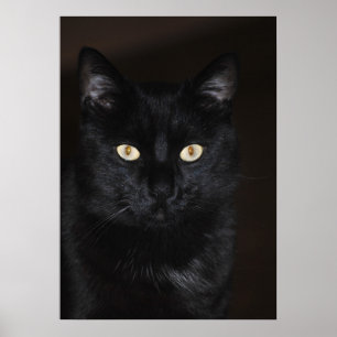 Black Cat Porträtt Poster