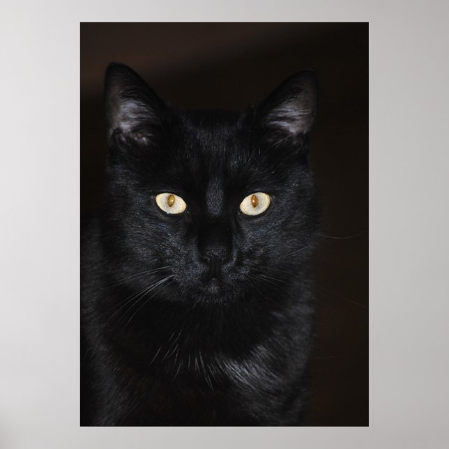 Black Cat Porträtt Poster (Framsidan)