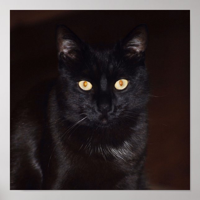 Black Cat Poster (Framsidan)