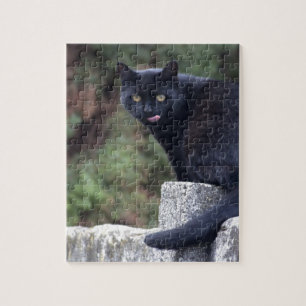 Black Cat Pussel