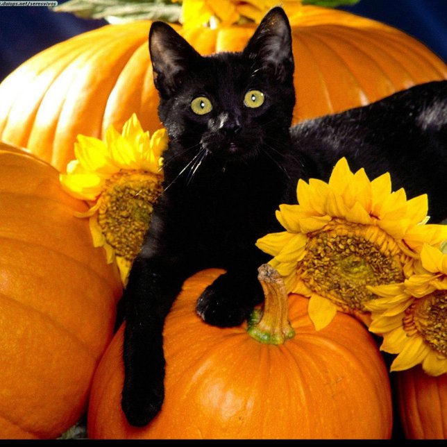 Black Cat Runt Klistermärke (Black Cat Sitting on Pumpkins on Halloween Night!)
