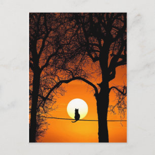 Black Cat Silhouette Sunset Vykort