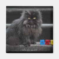 Black cat sitta på trappor genom att bygga block.