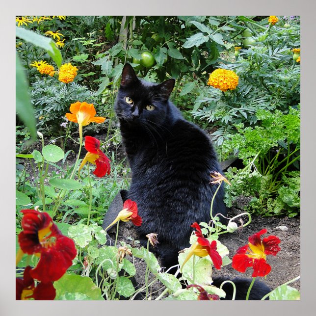Black Cat Summer Garden Photography Poster (Framsidan)
