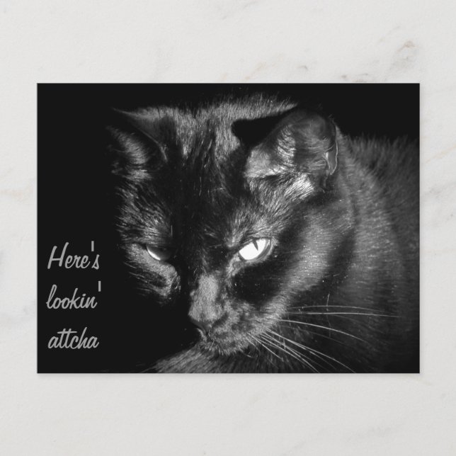 Black Cat Tittar på dig Vykort (Framsida)