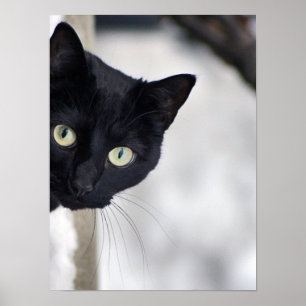 Black Cat-utskrift Poster