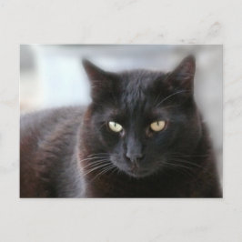 Black Cat Vykort