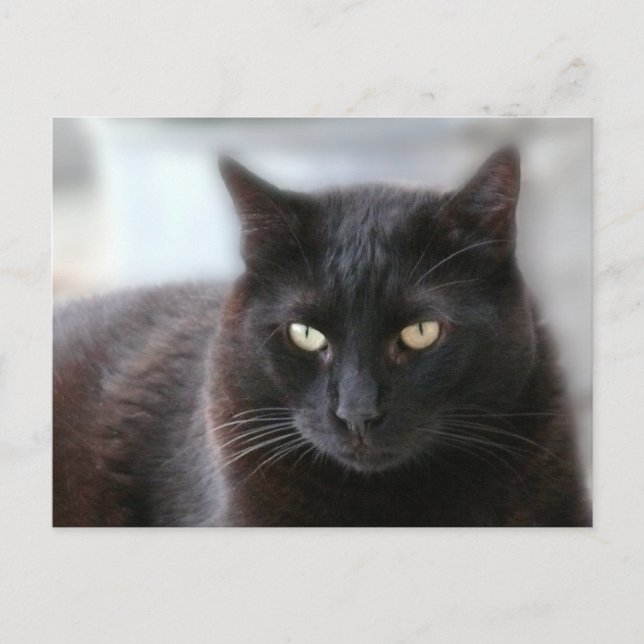 Black Cat Vykort (Framsida)