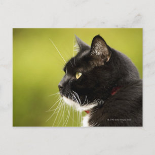Black Cat Vykort
