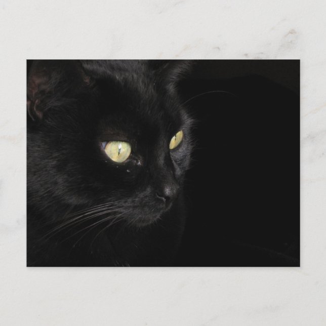 Black Cat Vykort (Framsida)