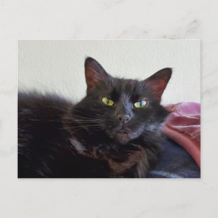 Black Cat Vykort