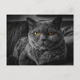 Black Cat Vykort