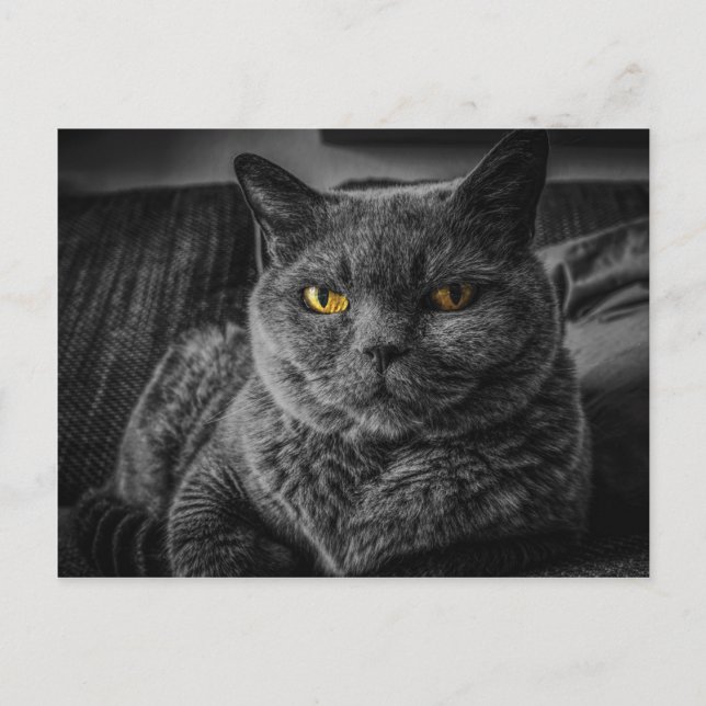 Black Cat Vykort (Framsida)