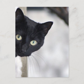 Black Cat Vykort