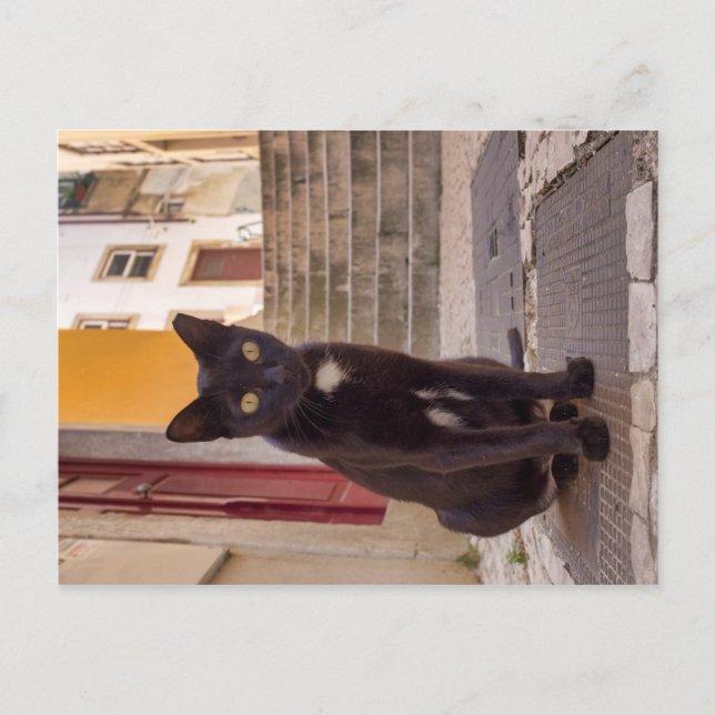 Black Cat Vykort (Framsida)