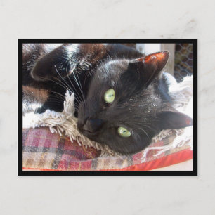 "Black Cat" vykort