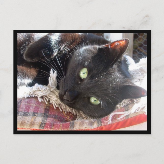 "Black Cat" vykort (Framsida)