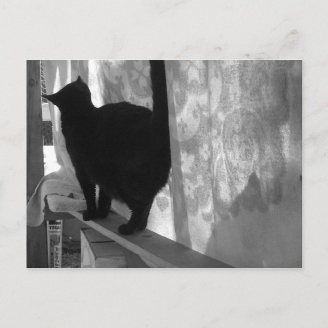 Black Cat Walks Away - vykort (Framsida)