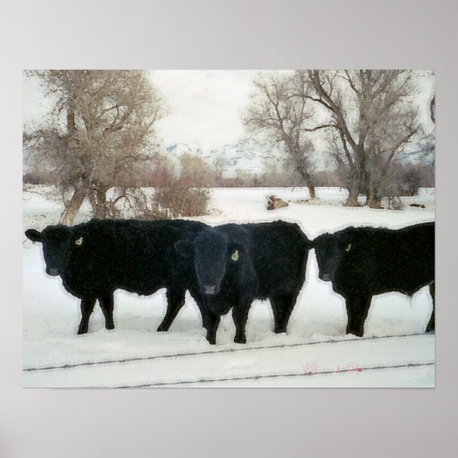 Black Cattle i Snö Poster (Framsidan)