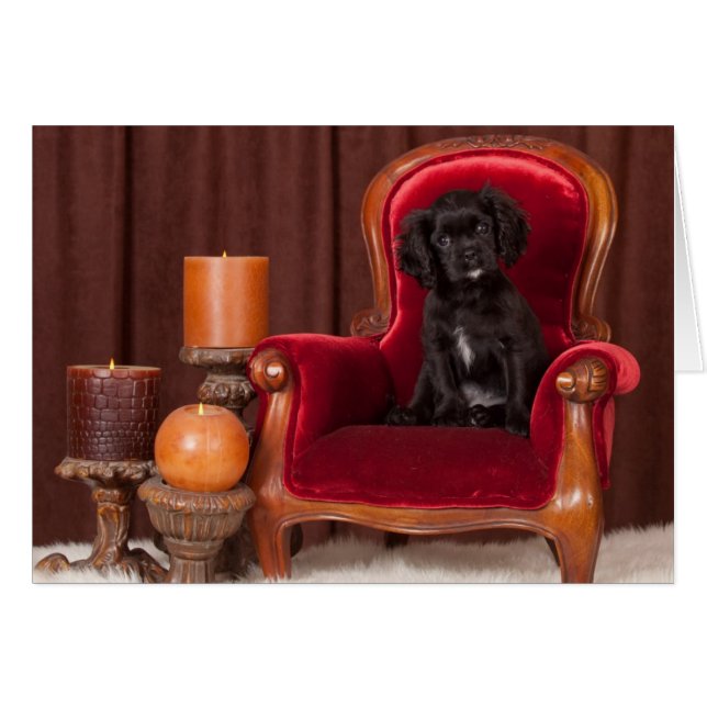 Black Cavalier Kung Charles Spain Hälsningskort (Framsidan Horizontal)