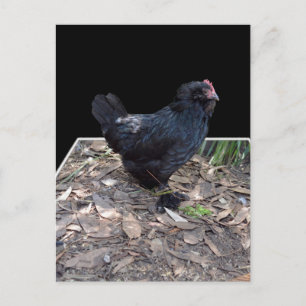 Black Chicken Three Dmensional Pop Out,_Postcard Vykort