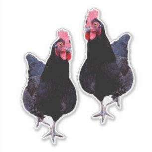 Black Chickens Strut Klistermärken