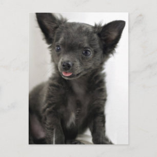 Black Chihuahua-vykort Vykort