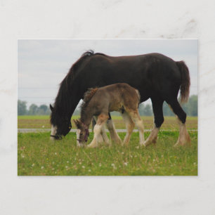 Black Clydesdale and Filly Vykort
