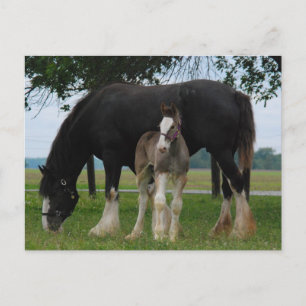 Black Clydesdale and Filly Vykort