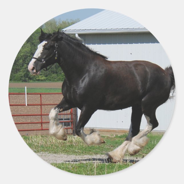 Black Clydesdale Runt Klistermärke (Framsida)