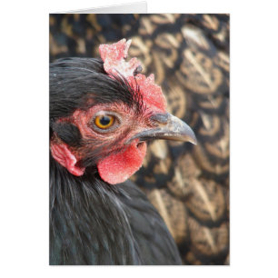 Black Cochin Hen Hälsningskort