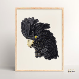 Black Cockatoo av Aert Schouman Vintage Poster