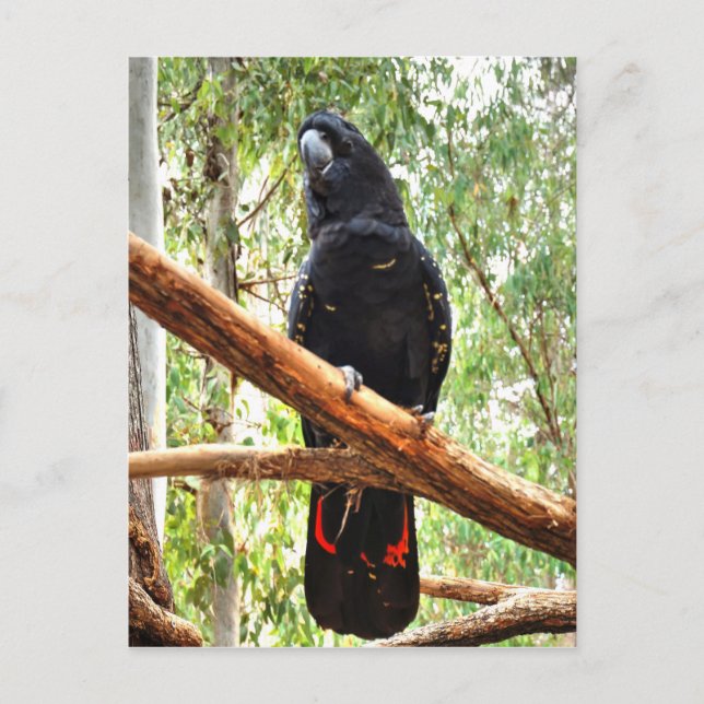 BLACK COCKATOO QUEENSLAND AUSTRALIA VYKORT (Framsida)