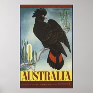 Black Cockatoo Vintage affisch