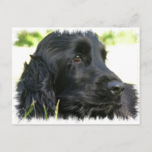 Black Cocker Spain Hund Postcard Vykort